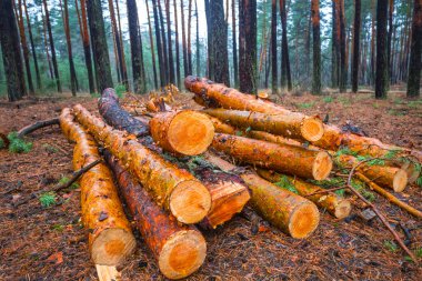 Ormandaki çam ağacı gövdesi yığınına yakın, endüstriyel ekolojik arka plan.