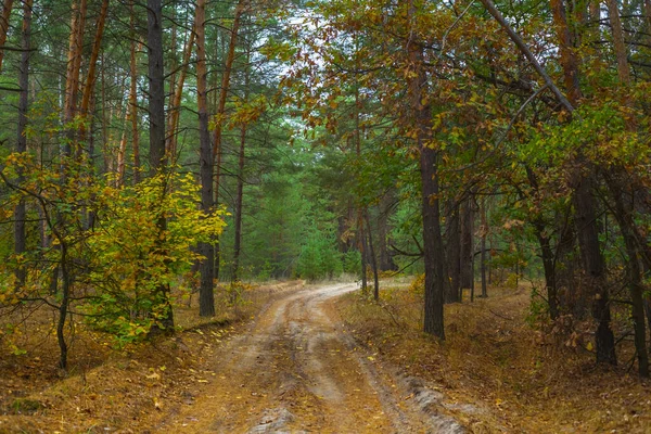 Camino Tierra Bosque Seco Rojo Bosque Otoño Tranquilo —  Fotos de Stock