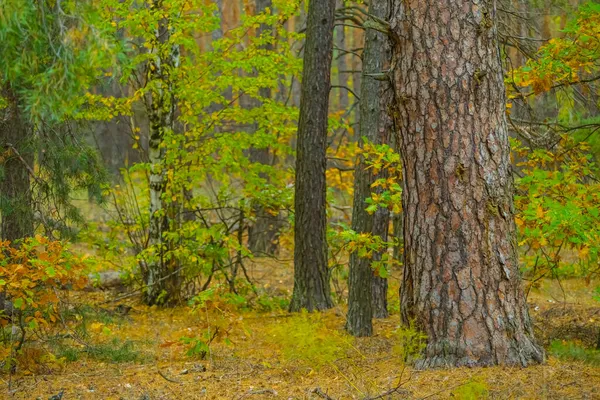 Red Autum Forest Glade Natural Seasonal Background — Stock Photo, Image