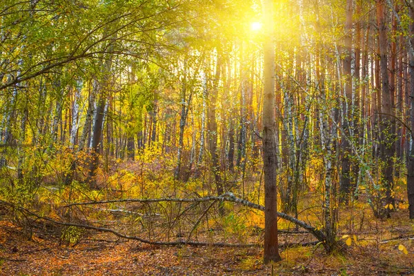 Kızıl sonbahar ormanı pırıl pırıl güneş ışığında açıklık, sonbahar mevsimi doğal arka plan