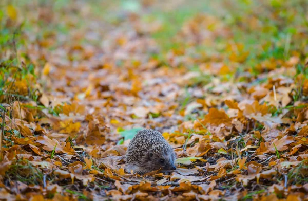 Little Hedgehog Red Dry Autumn Leaves Seasonal Animal Scene — Stock Photo, Image