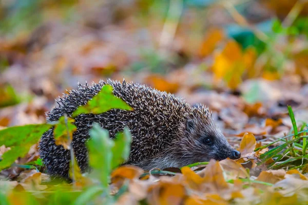 Petit Hérisson Aux Feuilles Rouges Sèches Automne Scène Animale Saisonnière — Photo