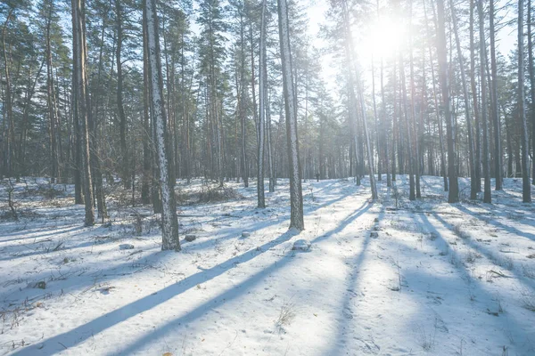 Bosque Cubierto Por Una Nieve Luz Del Sol Brillante Escena —  Fotos de Stock