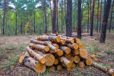 Ormandaki çam ağacı gövdesi yığınına yakın, endüstriyel ekolojik arka plan.