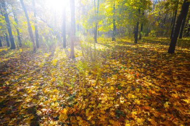 Kızıl sonbahar ormanı pırıl pırıl güneş ışığında açıklık, sonbahar mevsimi doğal arka plan