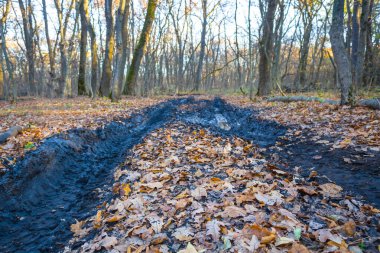 Sonbahar ormanında kirli zemin yolu