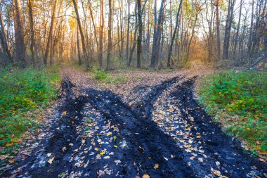 Sonbahar ormanında kirli zemin yolu