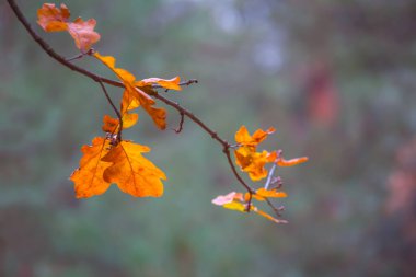 Ormanda kırmızı meşe dalları mevsimsel doğal arka plan