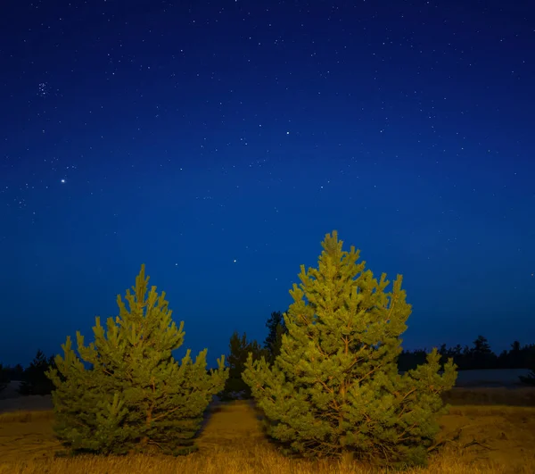 夕暮れ時の星空の下の松林自然夜の風景 — ストック写真