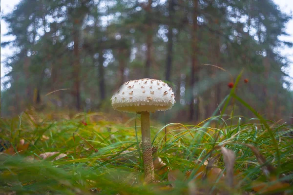 Closeup Parasol Mushroom Forest — Stock Photo, Image