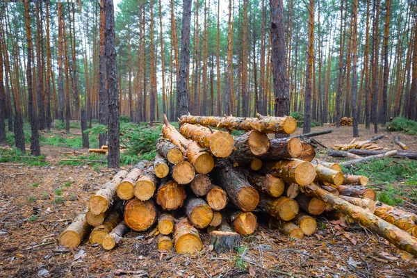 Ormandaki çam ağacı gövdesi yığınına yakın, endüstriyel ekolojik arka plan.