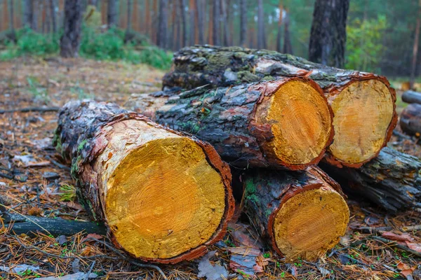 Ormandaki çam ağacı gövdesi yığınına yakın, endüstriyel ekolojik arka plan.