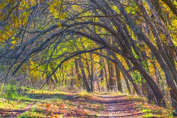Pozemní Silnice Červeném Suchém Lese Tichý Podzimní Les — Stock fotografie