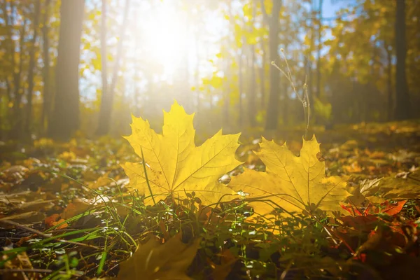 Крупный План Красные Клен Листья Лежат Лесной Поляне Свете Солнца — стоковое фото
