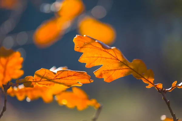 Close Rode Eik Tak Het Bos Seizoensgebonden Natuurlijke Achtergrond — Stockfoto