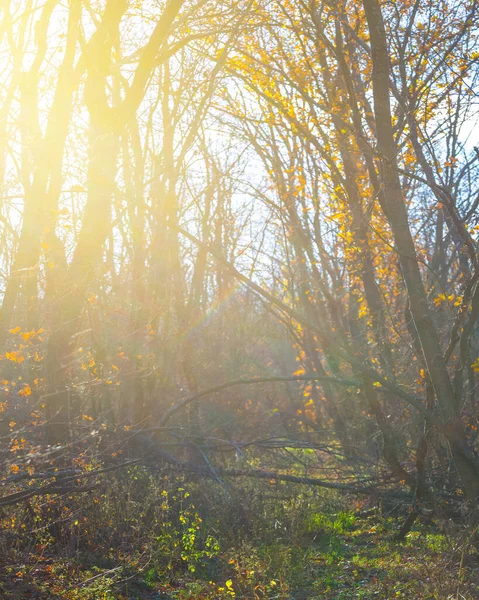 秋天的森林 闪烁着灿烂的阳光 秋天的自然背景 — 图库照片