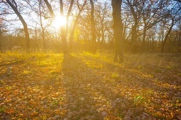 Rood Herfst Bos Glade Het Licht Van Glinsterende Zon Herfst — Stockfoto