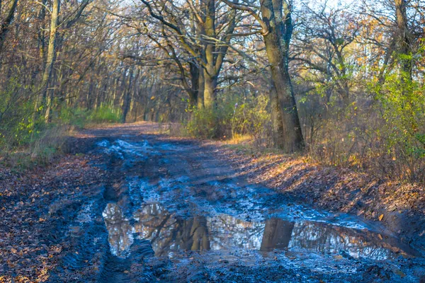 Sonbahar ormanında kirli zemin yolu