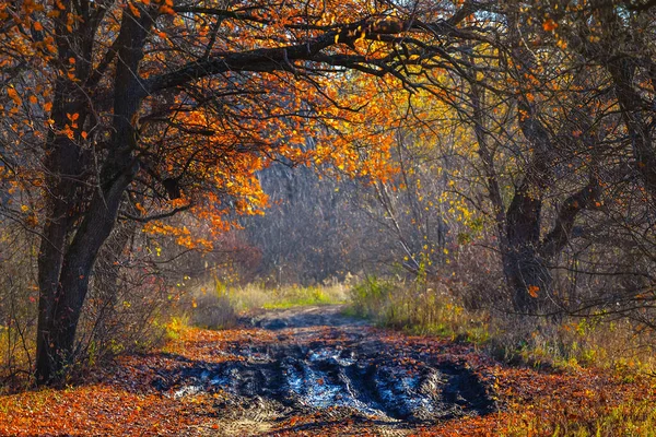 Sonbahar ormanında kirli zemin yolu