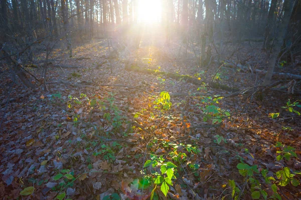 Forêt Automne Clairière Lumière Soleil Scintillant Automne Saison Fond Naturel — Photo