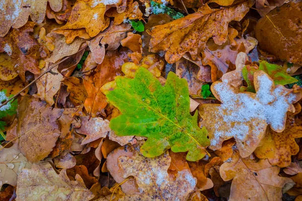 kırmızı kuru sonbahar yaprakları yerde, sonbahar doğal manzarası
