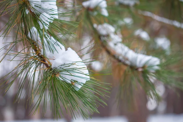 Closeup Pine Tree Branch Snow Winter Natural Background — Stock Photo, Image