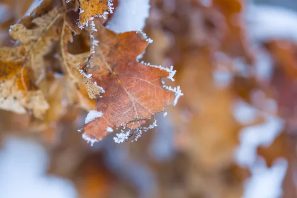 Сухой Дуб Ветви Снегу Зимний Естественный Фон — стоковое фото