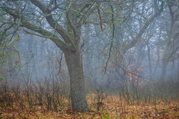 Autunno Foresta Radura Nella Nebbia Blu Tranquilla Scena All Aperto — Foto Stock