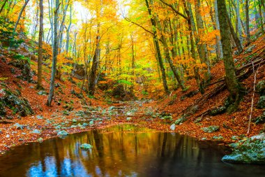 Dağ kanyonundaki küçük nehir kırmızı kuru yapraklarla kaplı, doğal dağ manzarası