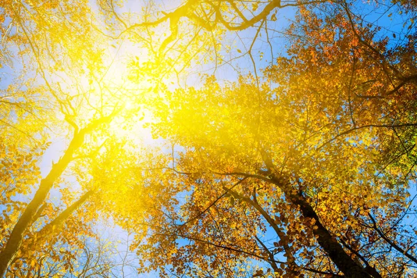 Sol Skjuta Genom Röd Höst Träd Skog — Stockfoto