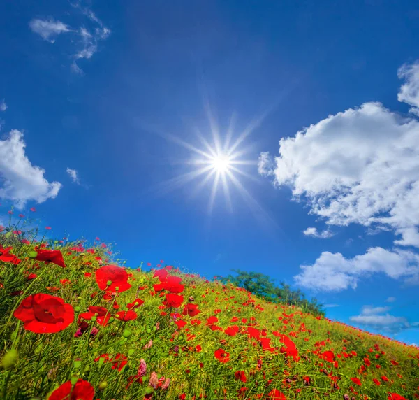 Summer Green Hill Red Poppy Flowers Sunny Day Natural Countryside — Stock Photo, Image