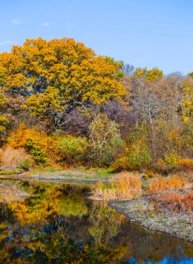 Kırmızı sonbahar ağacı sakin nehre yansıyor mevsimlik nautral kırsal araziye.