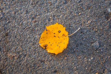 Asfalt arkaplanda sarı kuru kavak yaprağı
