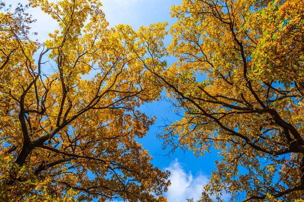 Närbild Röd Träd Blå Himmel Bakgrund Naturliga Säsongsbetonad Scen — Stockfoto