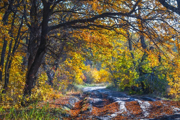 Špinavá Pozemní Cesta Pokrytá Červenými Suchými Listy Podzimním Lese — Stock fotografie