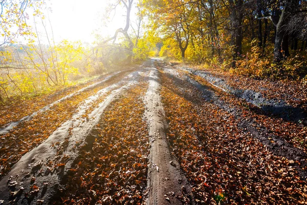 Strada Sterrata Sporca Coperta Foglie Rosse Secche Attraverso Foresta Autunnale — Foto Stock