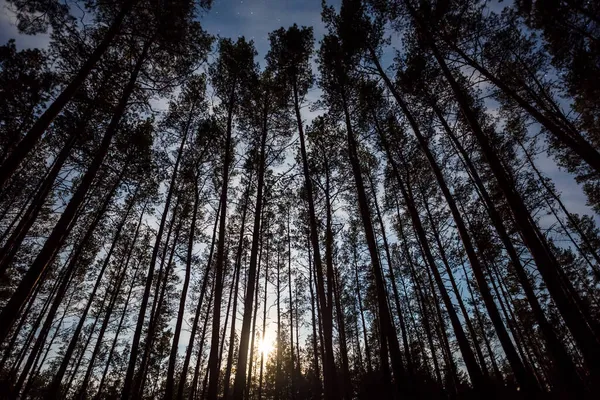 松の森のシルエット夜の森の風景の中に月が昇る — ストック写真