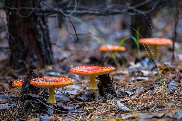 Gros Tas Champignons Flyagariques Rouges Dans Forêt Fond Saisonnier Naturel — Photo