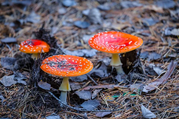 Gros Tas Champignons Flyagariques Rouges Dans Forêt Fond Saisonnier Naturel — Photo