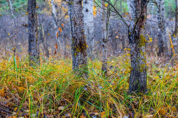 Червоний Сухий Осінній Ліс Галявина Природний Сезон Відкрита Сцена — стокове фото
