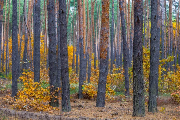 Roter Trockener Herbst Waldlichtung Natürliche Jahreszeit Outdoor Szene — Stockfoto