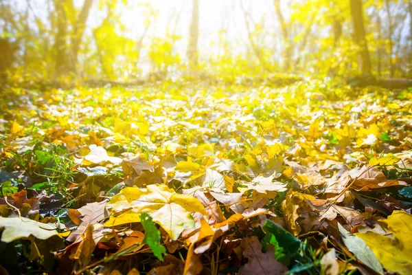Красный Сухой Ковер Листья Свете Солнца Осенний Лесной Пейзаж — стоковое фото