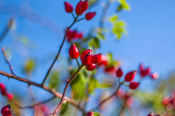 Closeup Arbusto Cachorro Rosa Com Bagas Maduras Fundo Céu Azul — Fotografia de Stock