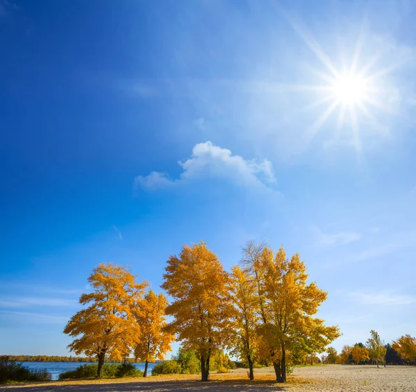 Malý Podzimní Háj Písku Pod Jiskřícím Sluncem — Stock fotografie