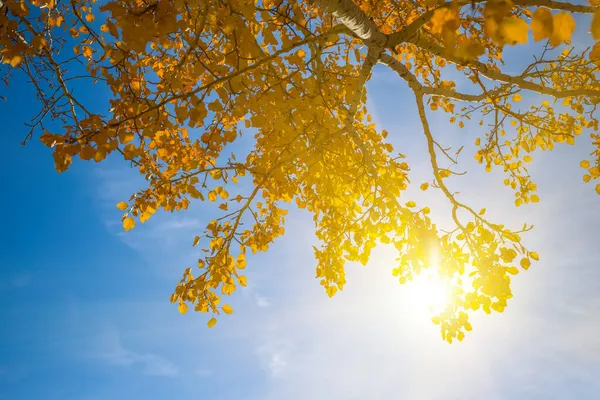 太陽と秋の自然を背景に赤い枯れ木の枝を閉じて — ストック写真