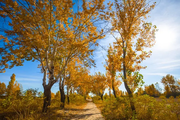 Malá Cesta Červeném Podzimním Parku Slunečného Dne — Stock fotografie
