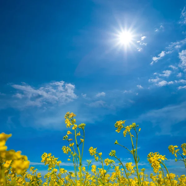 Yellow Rape Field Sparkle Sun — Stock Photo, Image