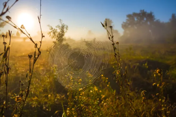 Летняя Лесная Поляна Тумане Восходе Солнца Рано Утром Естественный Фон — стоковое фото