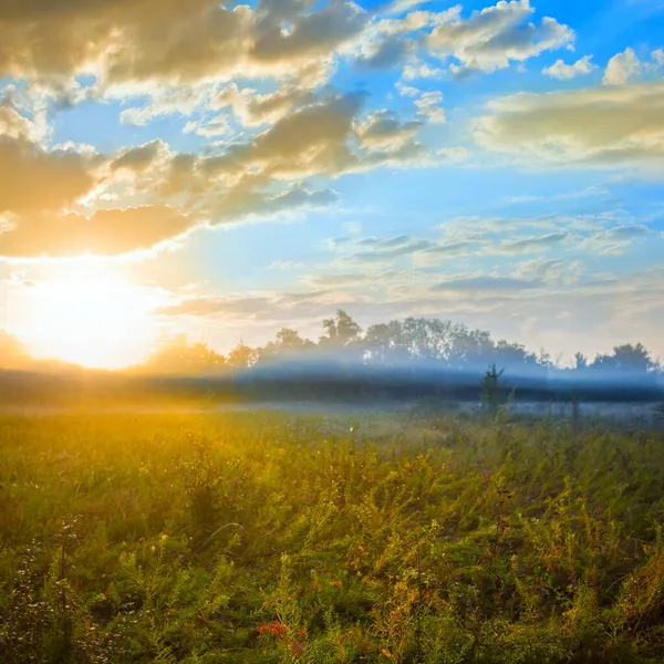 Letní Lesní Mýtina Mlze Při Východu Slunce Časné Ráno Přirozené — Stock fotografie