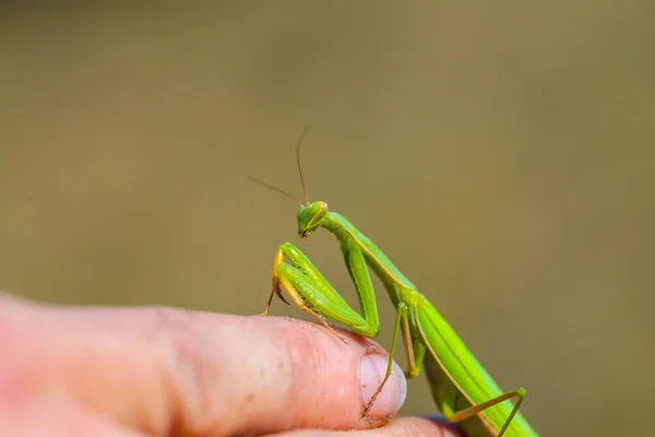 Enorme Mantis Verde Sentar Dedo Homem Fundo Natural — Fotografia de Stock